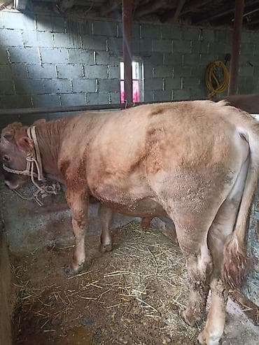 кошка сокулук: Сатам | Бука (эркек) | Бордоп семиртүү үчүн | Байланган — 1