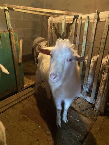 Продаю | Козёл (самец) | Для разведения | Осеменитель