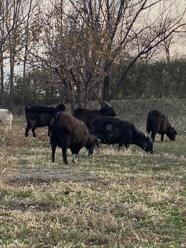 продажа щенков немецкой овчарки в бишкеке с документами: Продаю | Коза (самка), Козлёнок — 3