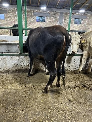 продам бычка: Продаю | Бык (самец) | Голштин, Швицкая, Симментальская | На откорм | Привязанные — 3