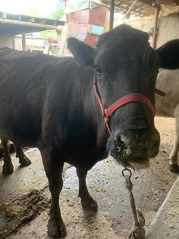 бооз бээ байтал: Продаю | Корова (самка) | Для молока | Привязанные — 4