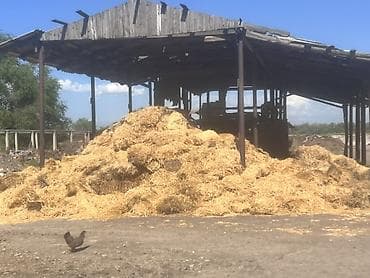 кальций для кур: Солома/ арпа саман бекер бесплатно — 1