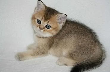 золотая шиншилла кот: Британская короткошёрстная, 4 месяца, Мальчик, Золотая шиншилла, Приучена к лотку — 1