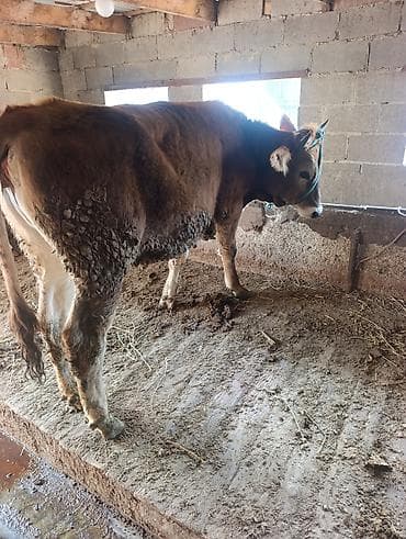 С/х животные и товары: Продаю | Тёлка | На откорм | Привязанные — 3