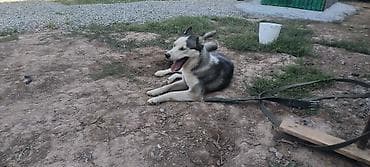 собака яктерер: Собака даром: Хаски, 8 месяцев, Самка, С прививкой — 1