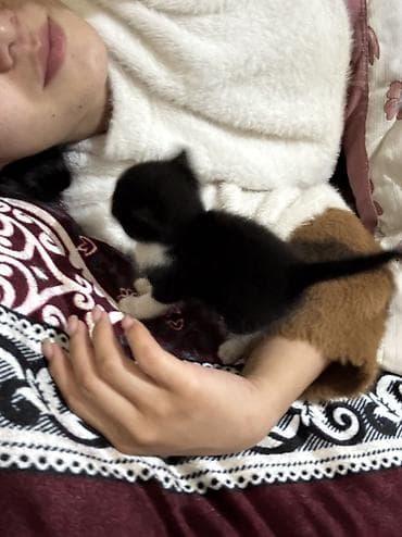 2 месяца, Мальчик, Серый, Метис