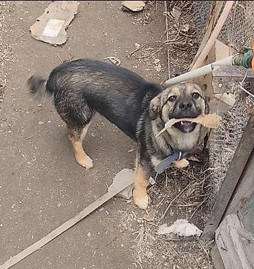 отдам даром сабаки: Отдам даром собаку. щенок 6 месяцев девочка. очень энергичная — 1