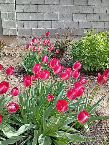 3 соток, Для строительства, Красная книга — 3