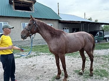 кунаи: Продаю | Конь (самец) | Полукровка | Конный спорт | Мерин — 2