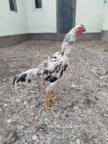 кошка город ош: Дакан жожо короздор сатылат активный алмашу жолдору бар адрес Бишкек — 3