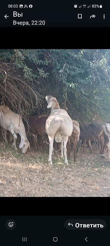 зарезать барана: Продаю | Баран (самец) | Для разведения | Племенные — 1