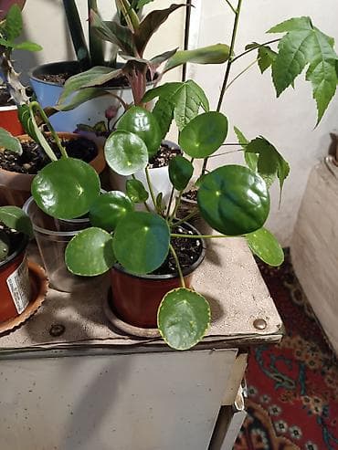 фикус лирата: Комнатные растения в горшках 1) Хойя карноза вариегатная (восковой — 6