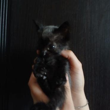 породистый кот: Котята, домашнего выращивания. - Порода: беспородные (домашние). - — 7