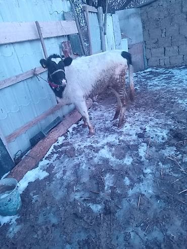 талас ат: Продаю | Музоо, торпок | Голштин | На откорм | Привязанные — 2