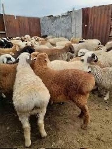 Айыл-чарба жаныбарлары: Оптом кой алабыз — 1