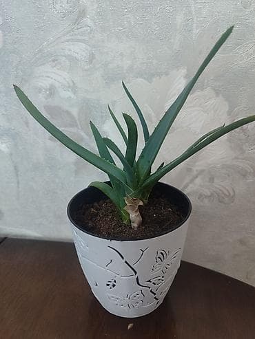 Комнатные суккуленты в горшках 1) Алоэ (в декоративном белом кашпо) -
