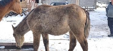 молоко воз: Продаю | Жеребенок | Рабочий — 7