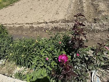 торф цена бишкек: Пионы большом количестве звоните — 5