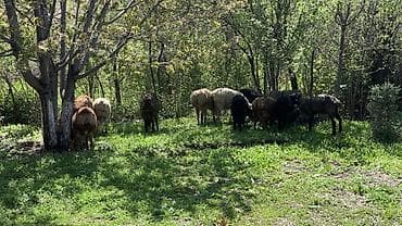 обмен на баран: Продаю | Овца (самка) | Для разведения — 5