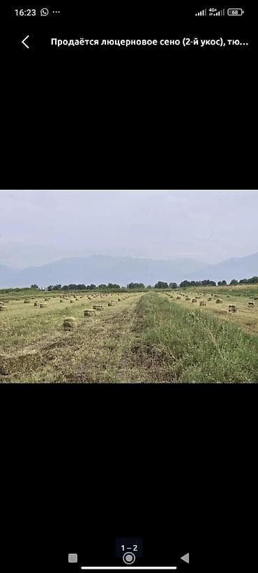 Люцерновое сено, 2-й укос. Тюки малые прямоугольные, плотная вязка