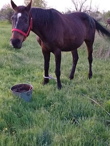 я ищу лошадь: Продаю | Кобыла (самка) | Для разведения — 1