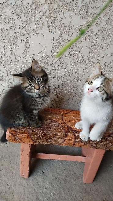 котята токмак: Кошка даром: Беспородная, Мальчик — 1