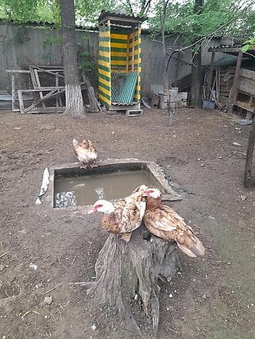 куры и утки: - Порода: мускусная (индоутка) — спокойные, неприхотливые, отлично — 1