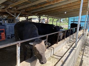 куплю каров: Продаю | Бык (самец) | На забой | Привязанные — 6