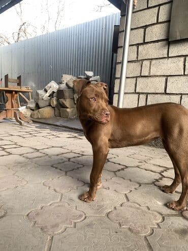 Птицы: Питбуль, 6 месяцев, Самка — 6