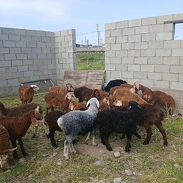 Животные: Продаю | Ягненок | Для разведения — 2