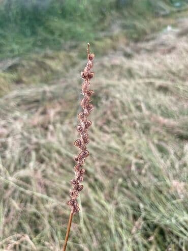 купить саженцы цветов в бишкеке: Коп жылдык эспарцет уругу. Уроончулук чарба "Победитель" Ысыккол обл — 8