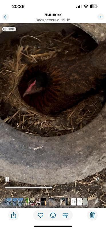 яйцо страуса для инкубации: Продаю | Куры | Домашняя | Для разведения — 3