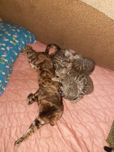 бенгальская кошка окрасы: Бенгальская, 1 месяц, Мальчик, Черепаховый, Приучена к лотку — 7