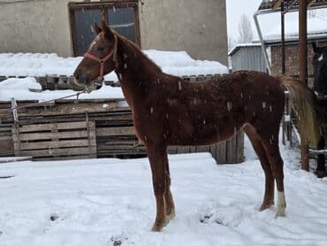 немецкая овчарка щенки цена бишкек: Продаю | Жеребенок | Английская | Для разведения, Конный спорт | Осеменитель — 9