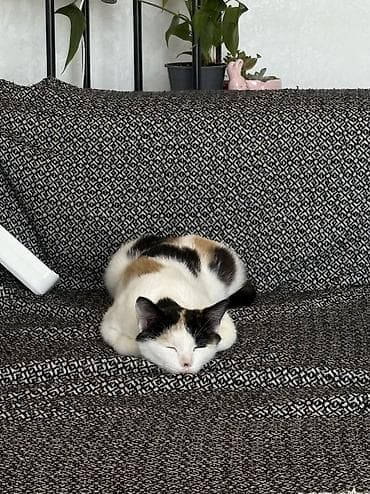 Отдам даром кошку: Кошка даром: Беспородная, Девочка, Приучена к лотку — 9