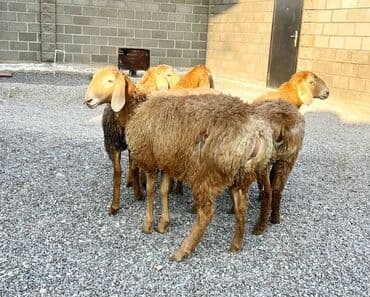 продажа щенков немецкой овчарки в бишкеке с документами: Сатам | Ургаачы кой (ургаачы), Козу | Гиссар, Арашан — 1