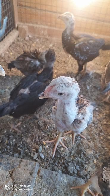 бенгальские кошки цена бишкек: Продаю | Цыплята | Для разведения — 3