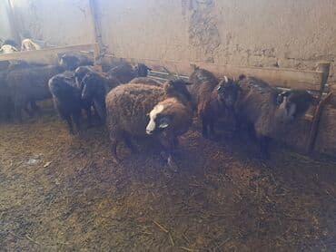 Продаю | Овца (самка) | Для разведения