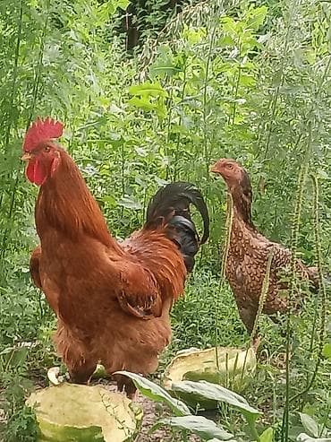 коротколапая кошка: Продаю | Куры | Домашняя | Для разведения — 1