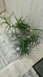 н.с.жусупбекова а.а.оморова г.с.чепекова гдз 6 класс: Алоэ 
возраст 5 лет 
650 сом — 1