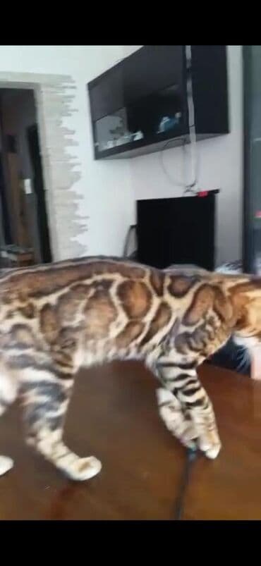 купить породистых котят: Красивейшие бенгальские котята .вырастают вот такими красавцами очень — 9