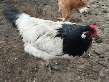 прост ат: Продаю | Куры | Несушки — 1