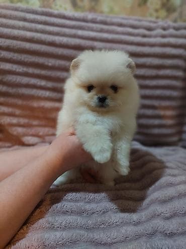 мопс бишкек: Шпиц, 1 айлык, Эркек, Эмделген — 2