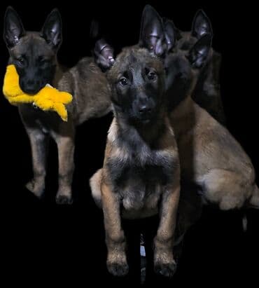 кангаль ит: Чистокровгые щенки Бельгийской овчарки /МАЛИНУА/ из питомника — 1