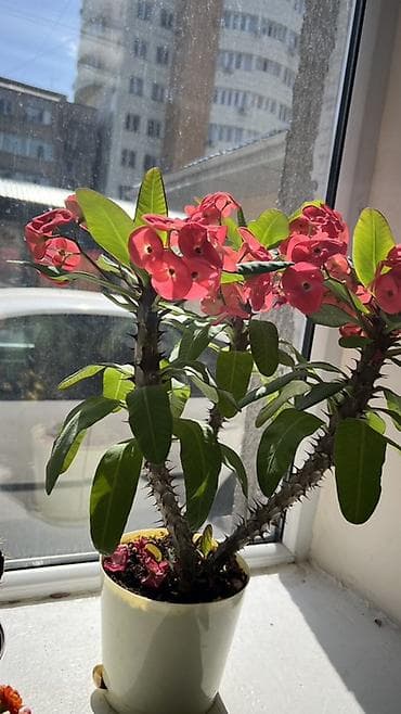 Молочаи: Молочай Милла (Euphorbia milii) в горшке - Компактный куст с — 6
