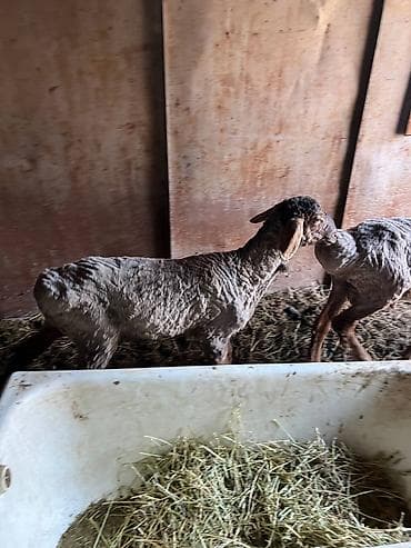 шпиц собака цена бишкек: Продаю | Овца (самка), Ягненок, Баран (самец) | Гиссарская, Арашан | Для разведения | Матка — 7