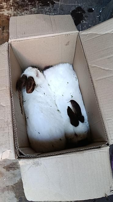 хорек купить бишкек: На продаже КРОЛИКИ всех пород и возрастом розница и оптом по самым — 8