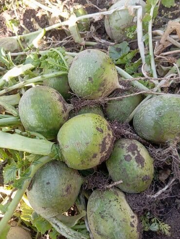 купить собаку шпица недорого: Марков савиз свежий сочный вкусный для скота в мешках в любом — 7