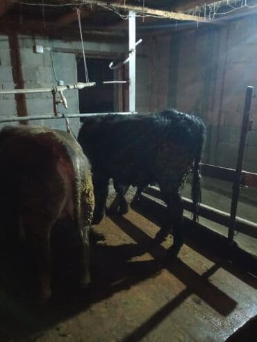 бир: Сатам | Бука (эркек) | Бордоп семиртүү үчүн — 7