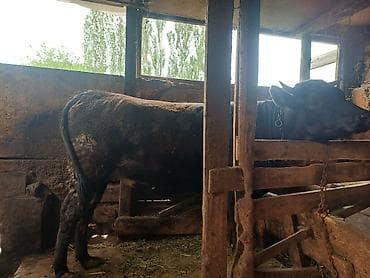 А/ч жаныбарларын сатам: Сатам | Уй (ургаачы), Бука (эркек) | Союуга, Көбөйтүү үчүн, Сүт алуу үчүн | Төл болгон жок — 2